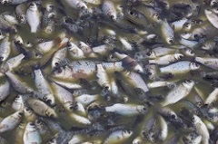 China river contamination